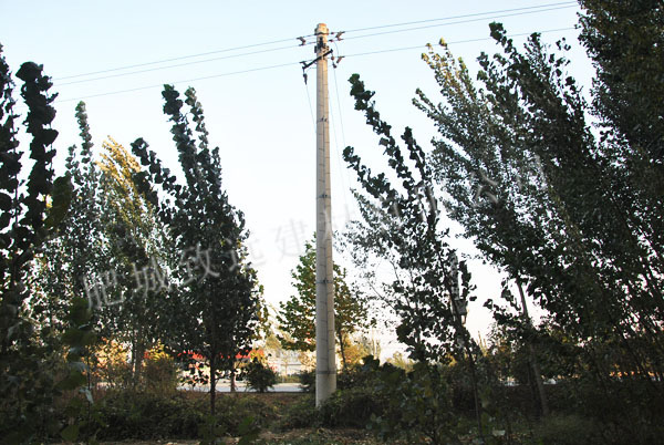 长清城区10千伏线路分支杆(Ф400-15米)